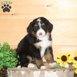 Wren – F1, Bernedoodle Puppy